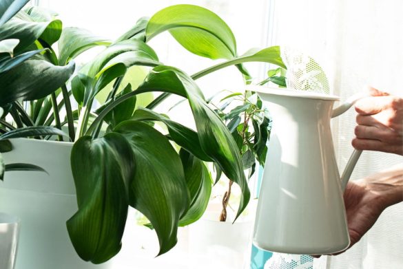Gros plan de mains arrosant des plantes d'intérieur près d'une fenêtre, une routine essentielle comme pour l'arrosage du Pothos