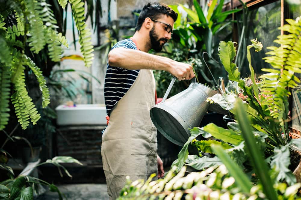 Un homme avec un tablier et une chemise rayée arrose des plantes dans une serre luxuriante, un expert de l'arrosage des plantes comme le Pothos.
