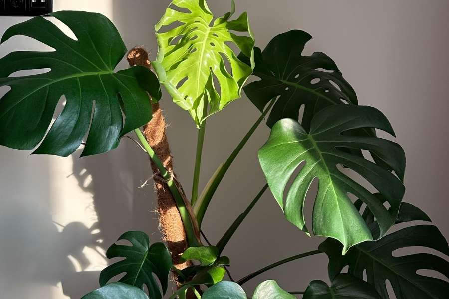 Un grand Monstera thai constellation avec des feuilles découpées poussant sur un tuteur en fibre de coco dans un intérieur lumineux.