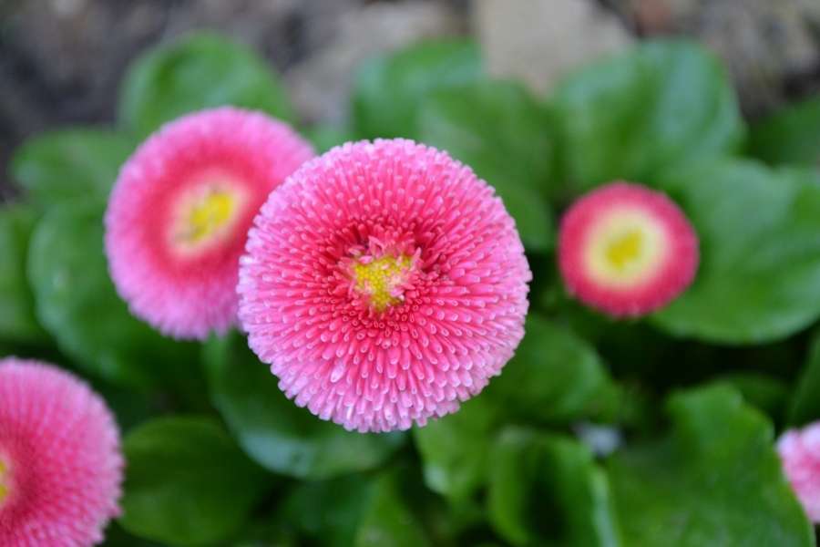 Des fleurs vivaces roses et pompons au cœur d'un feuillage vert luxuriant.